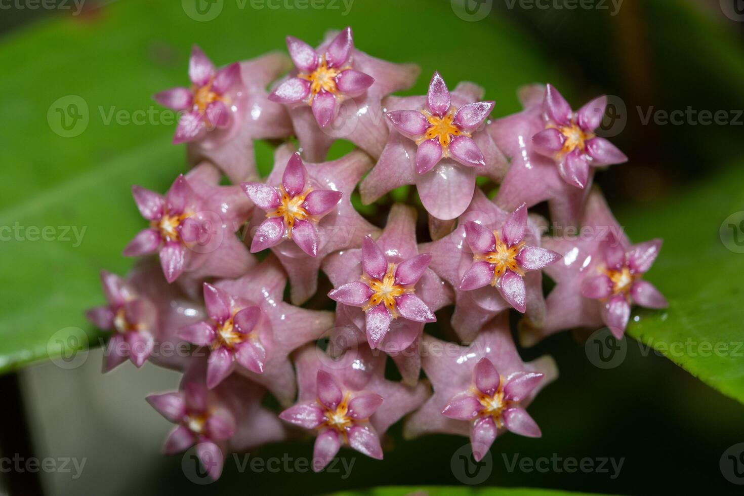 A cluster of pink flowers with yellow centers photo