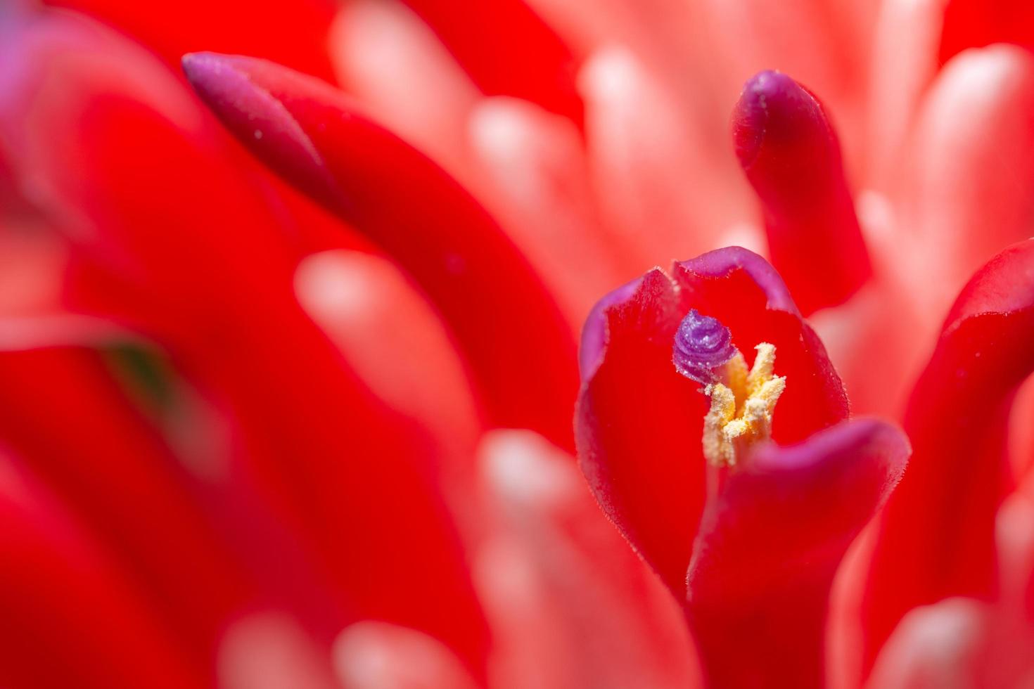 primer plano de flor roja foto