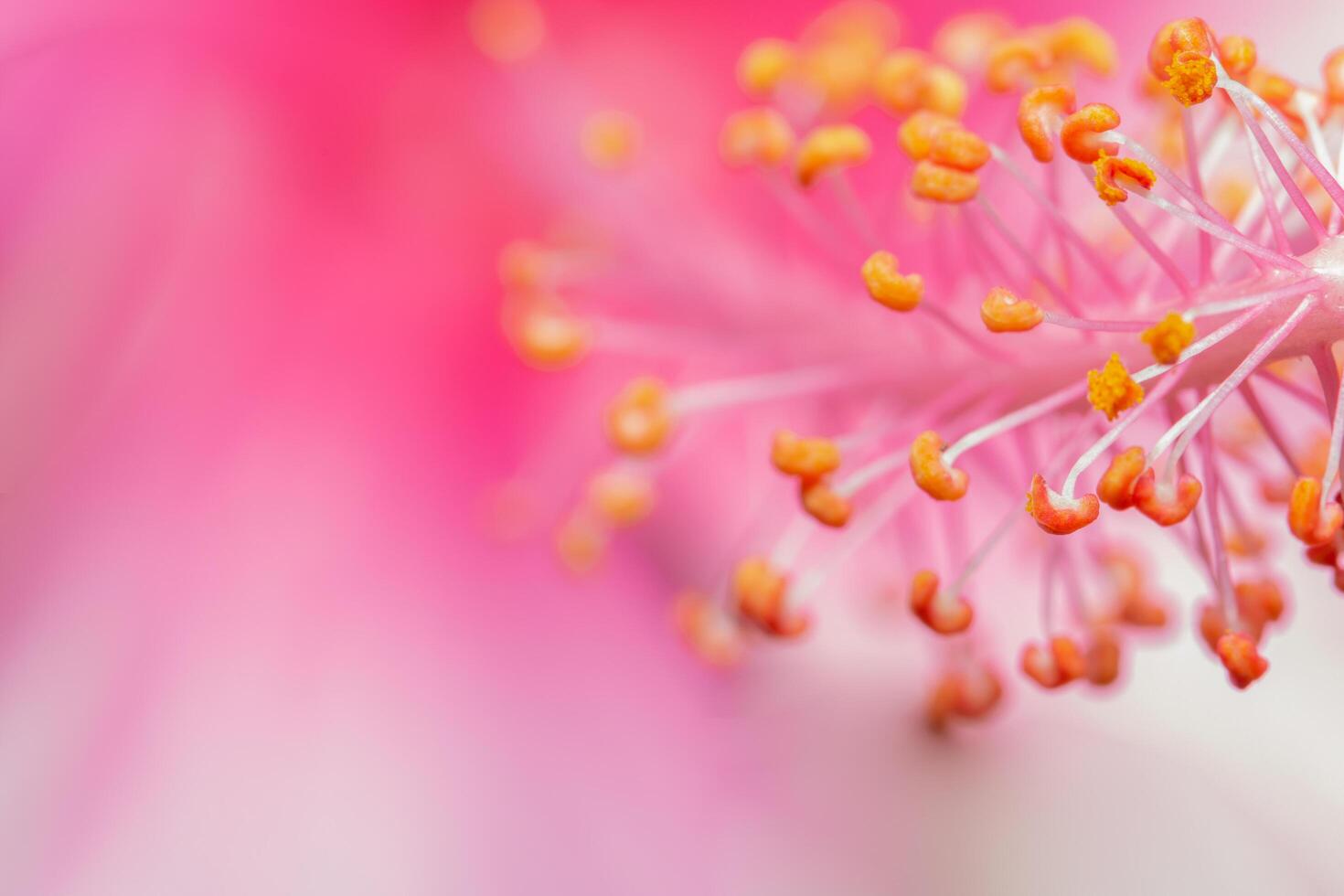Pink flower close-up photo
