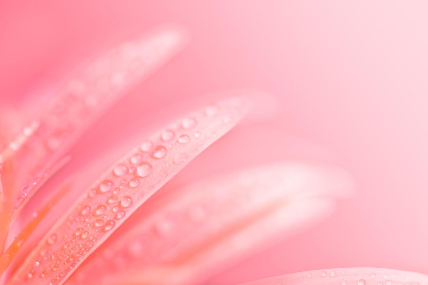 Water drops on pink gerbera photo