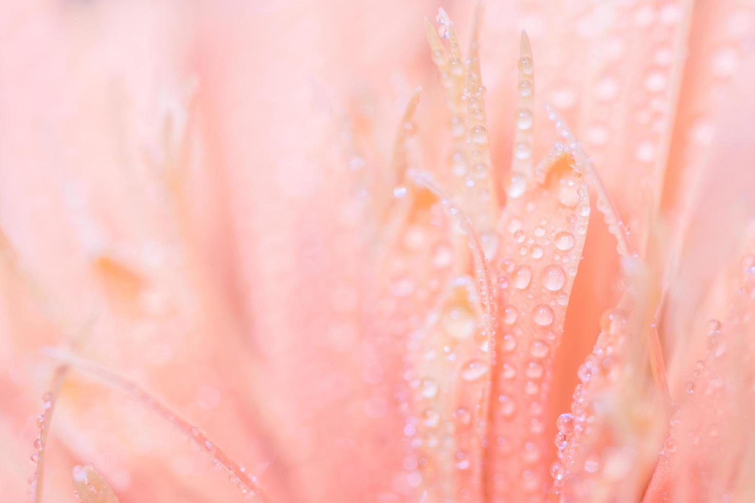 gotas de agua sobre gerbera rosa foto