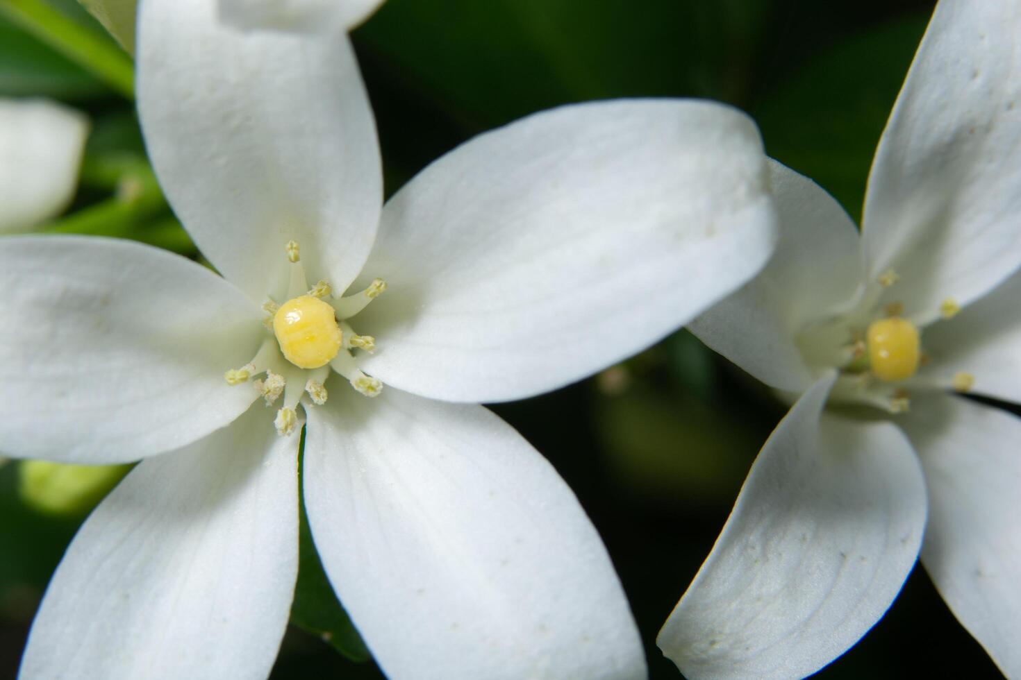 White flower close-up photo