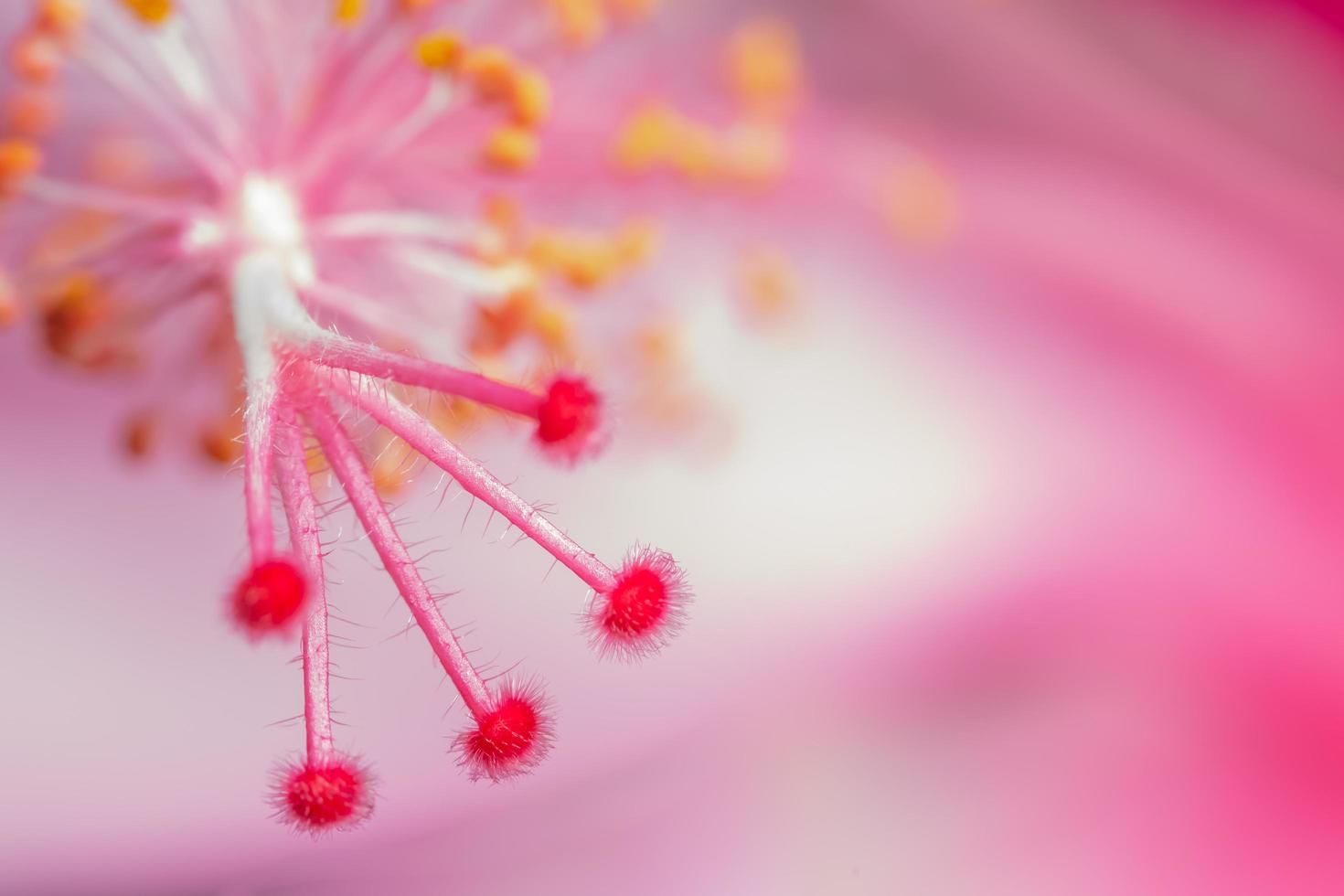 Pink flower close-up photo