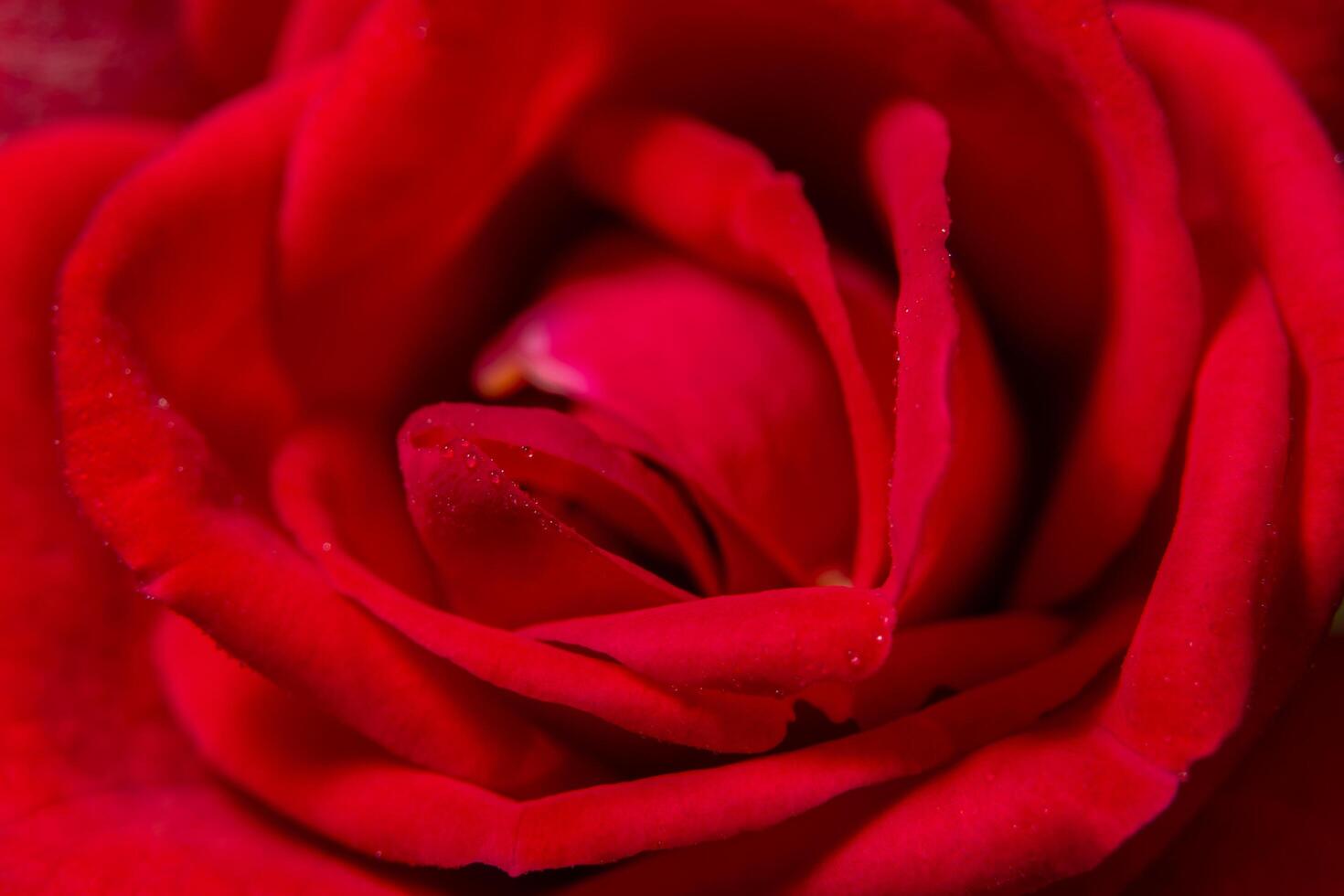 Red rose close-up photo