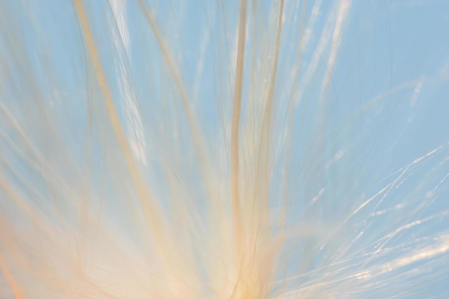 Background of grass flower hair photo