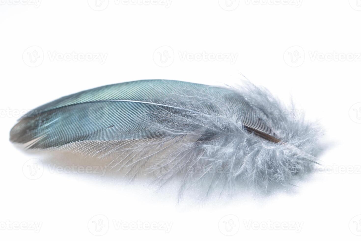 A feather is shown on a white surface photo
