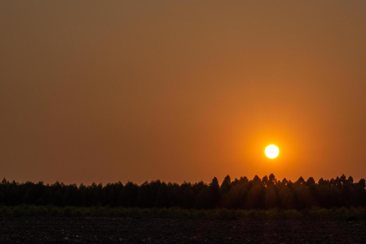 Sunset and silhouette of trees photo