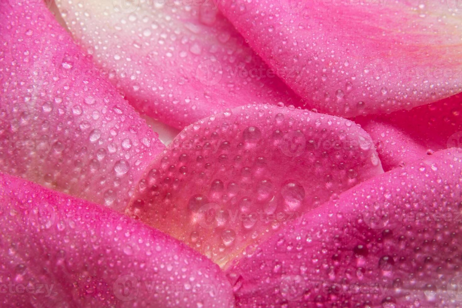 Pink rose petals with water droplets photo