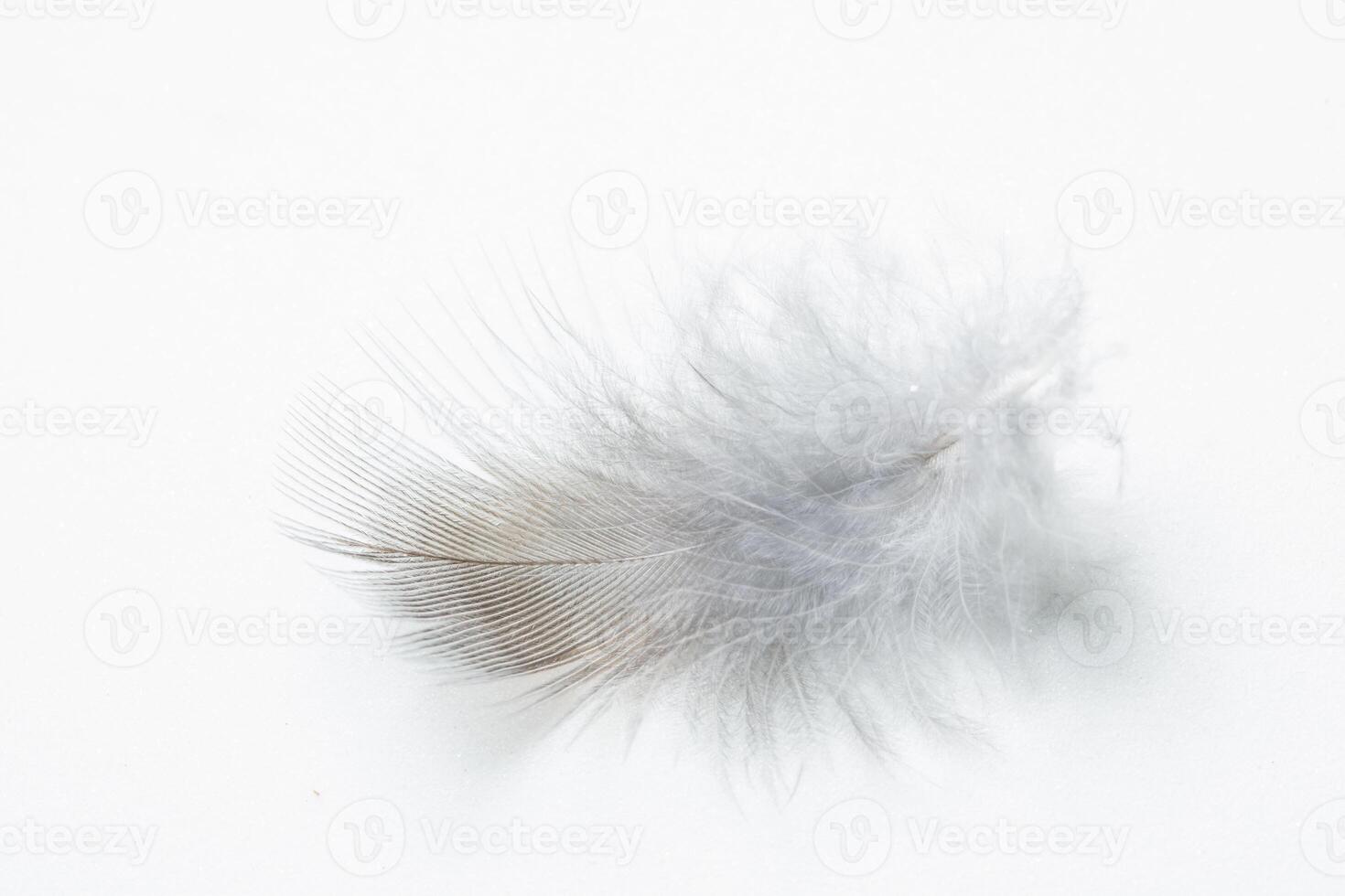 A feather on a white background photo