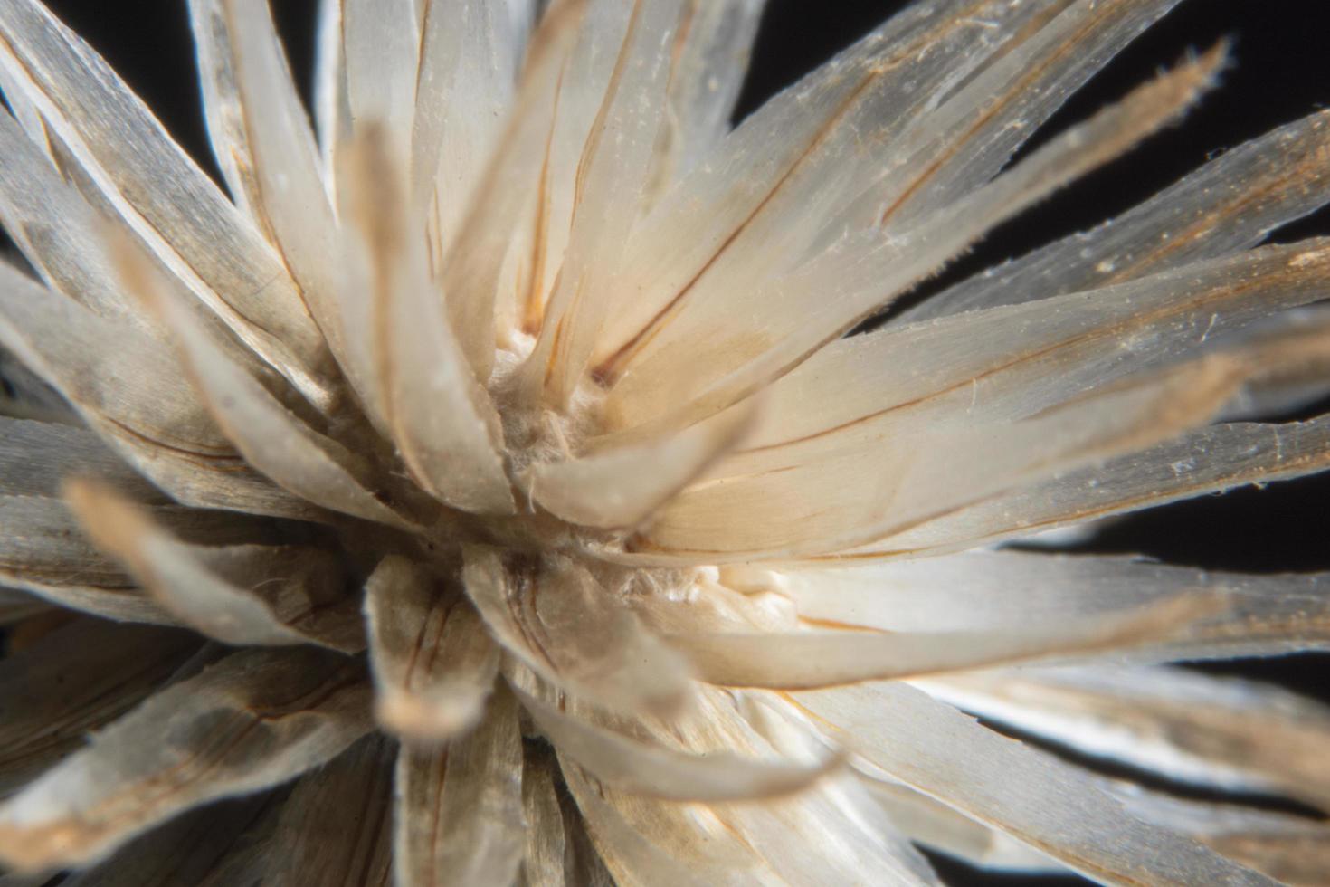 Wild flower close-up photo