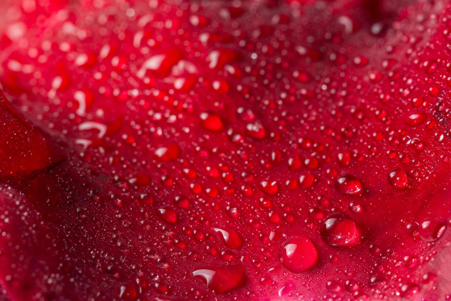 gotas de agua sobre una rosa roja foto