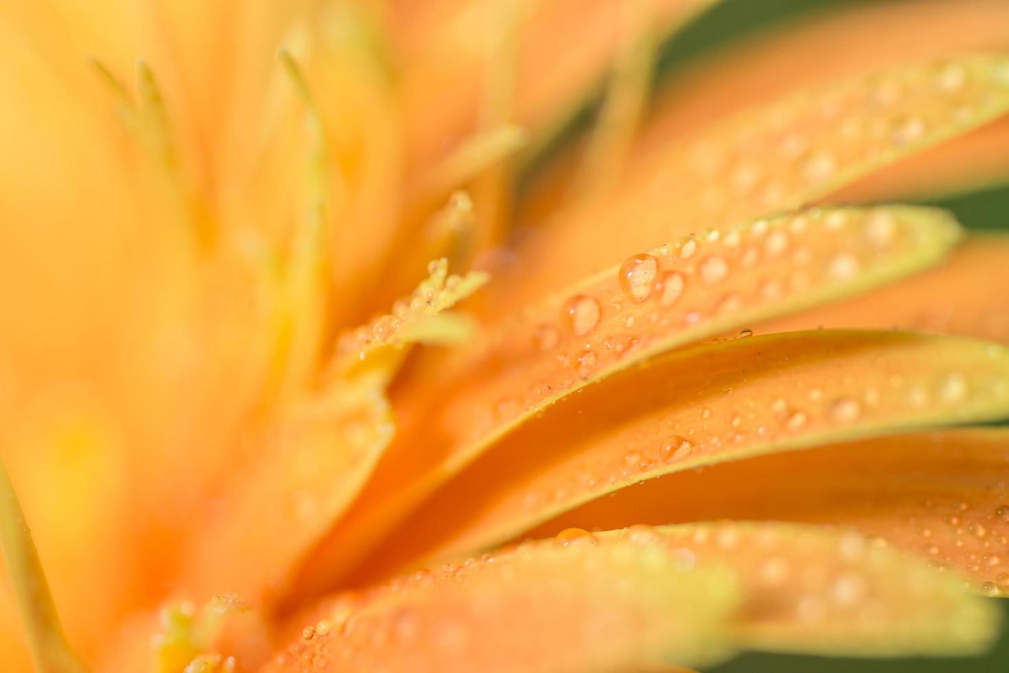 Gotas de agua sobre gerbera naranja foto