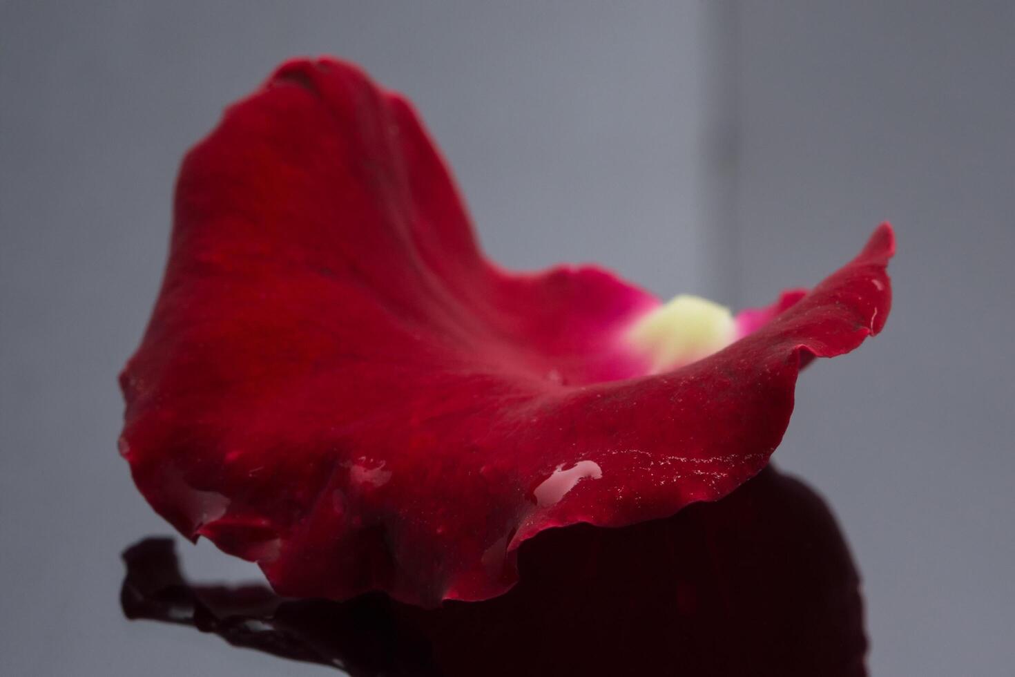 Red rose petal photo