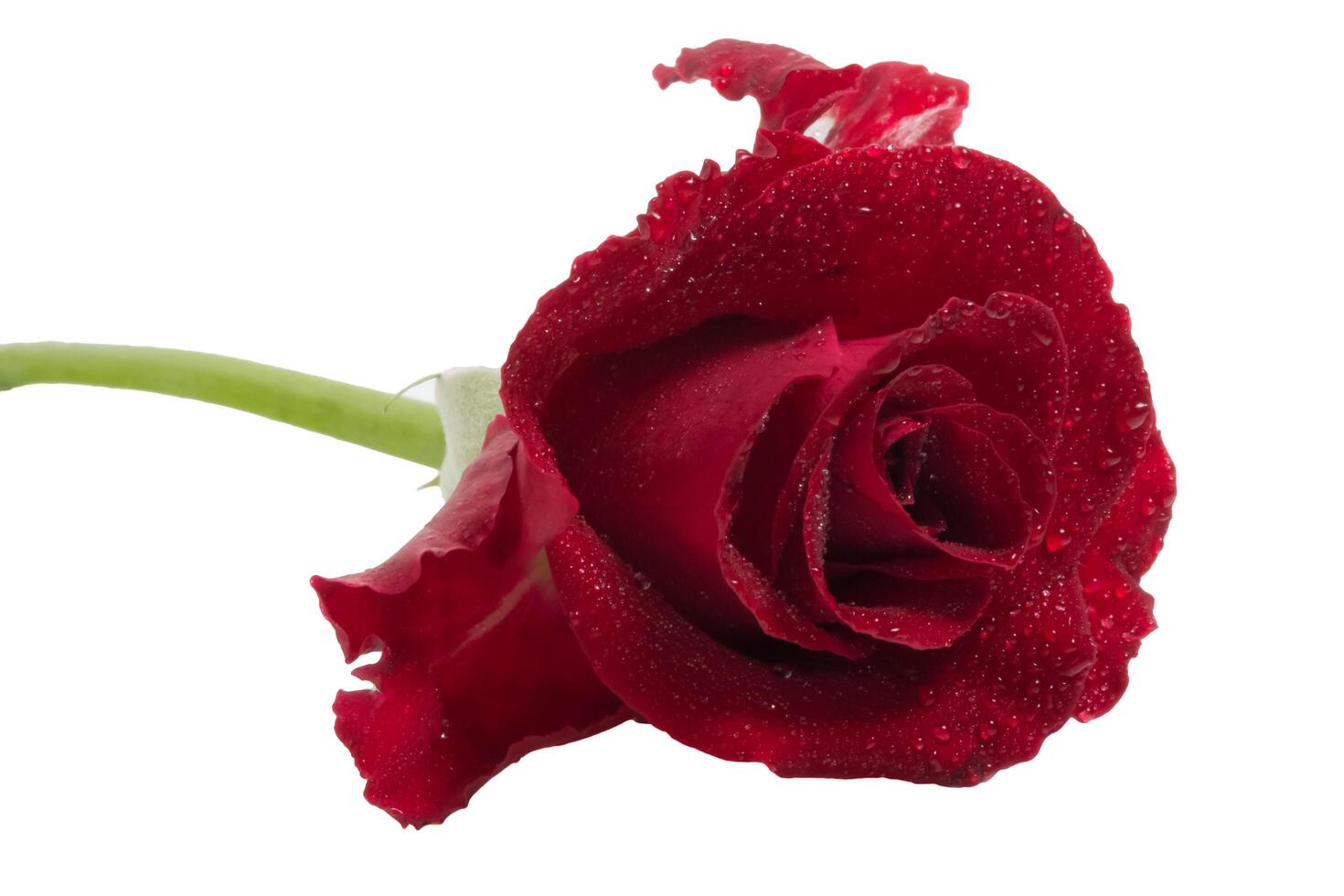 Red rose on white background photo