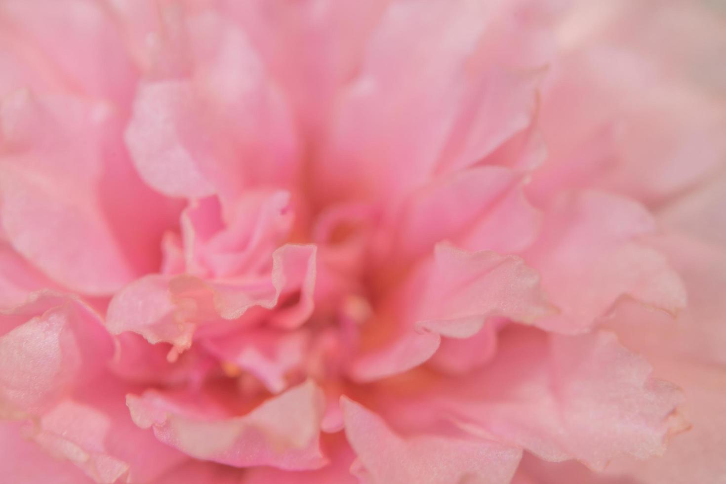 primer plano de flor rosa foto