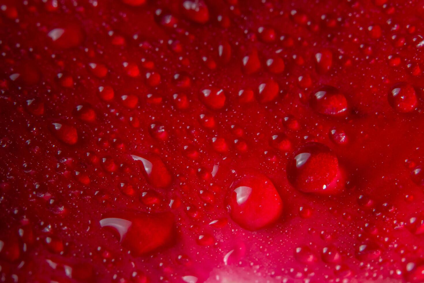 Water drops on a red rose photo