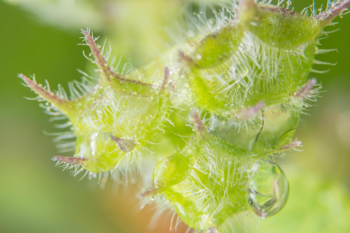 Background of green wild flowers photo