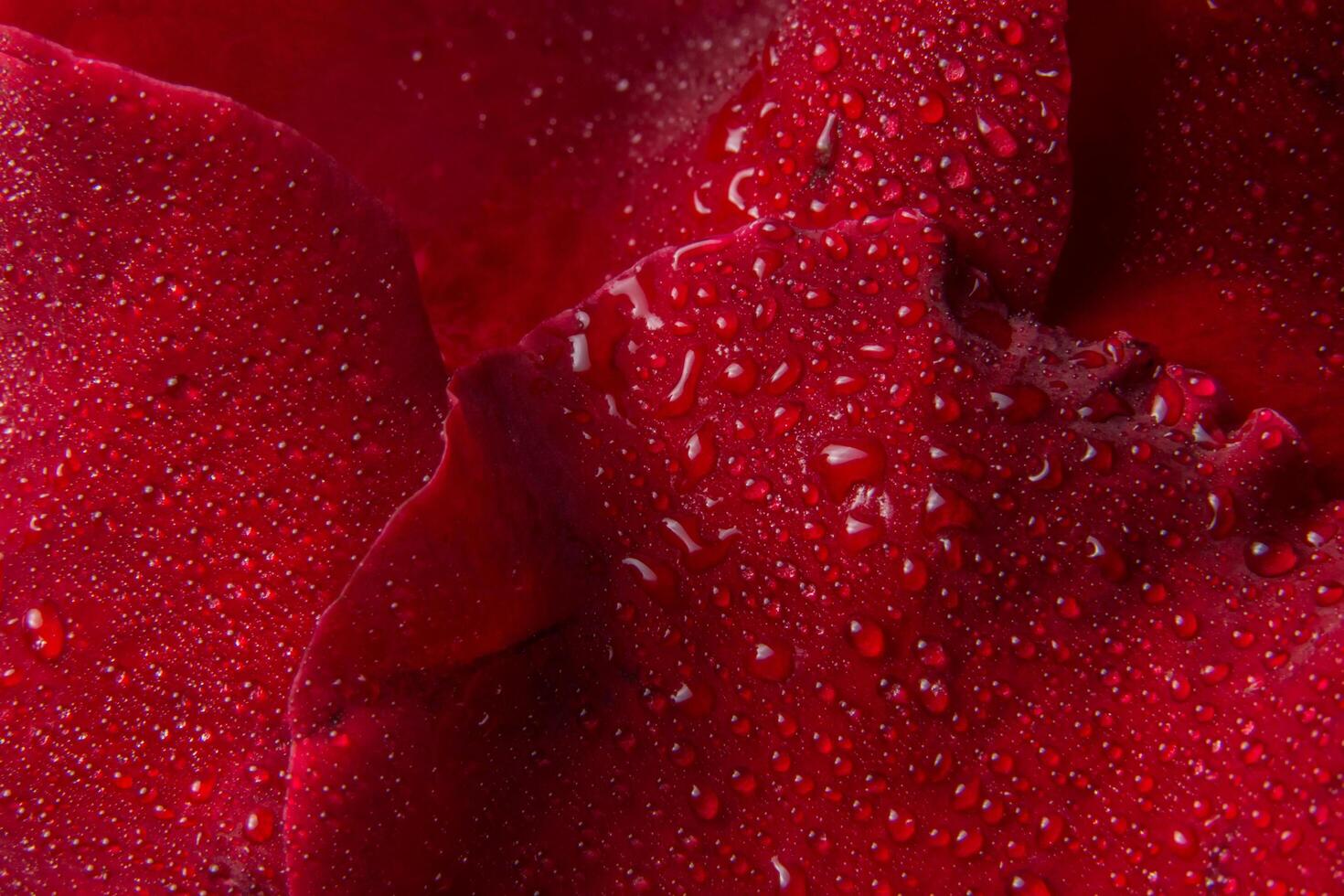 gotas de agua sobre una rosa roja foto