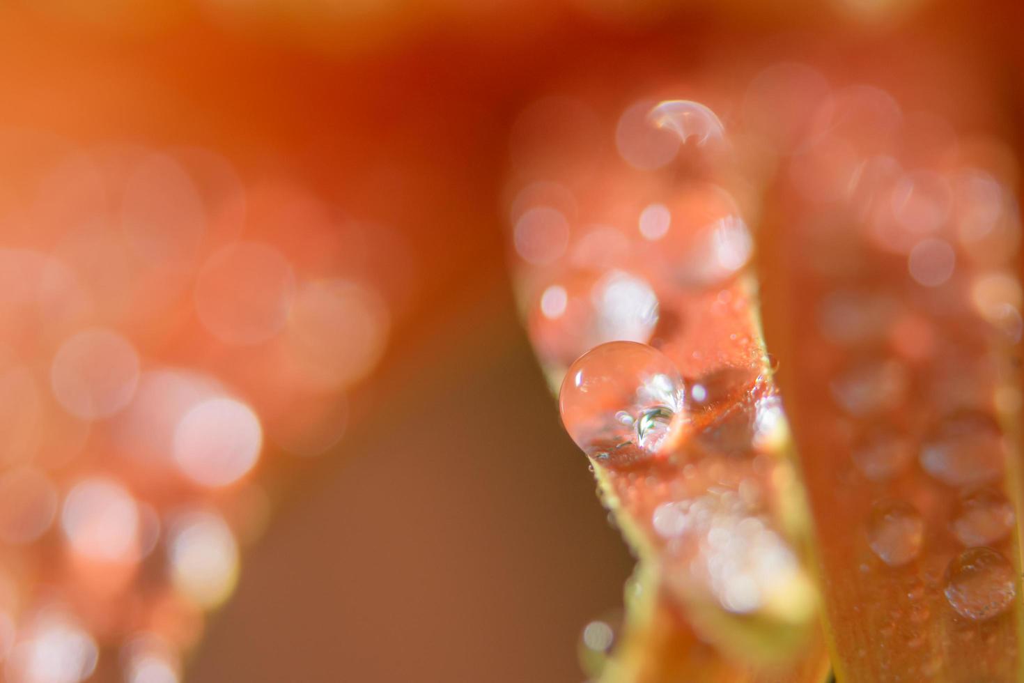 Fondo con gotas de agua sobre pétalos de flores de naranja foto