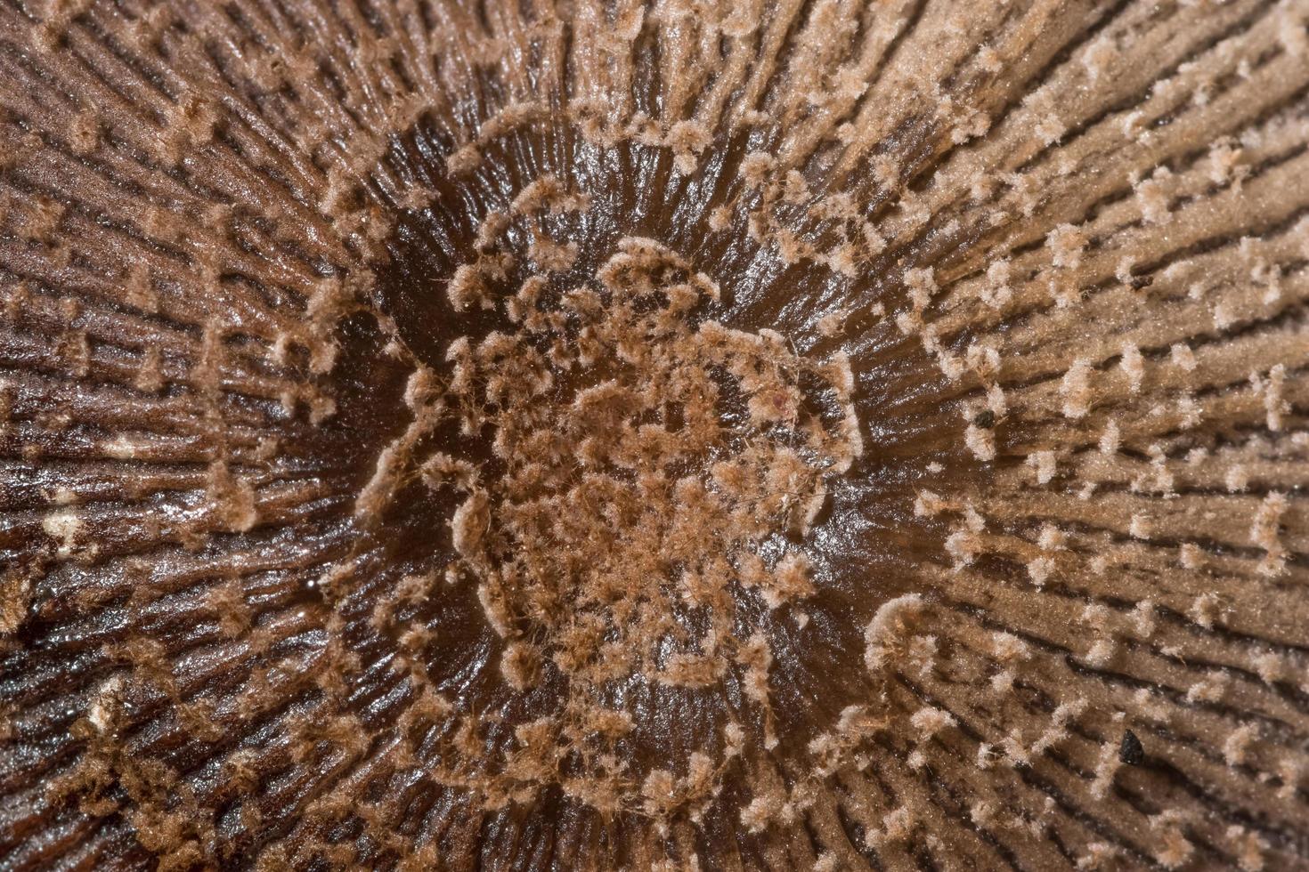 Mushroom surface macro photo
