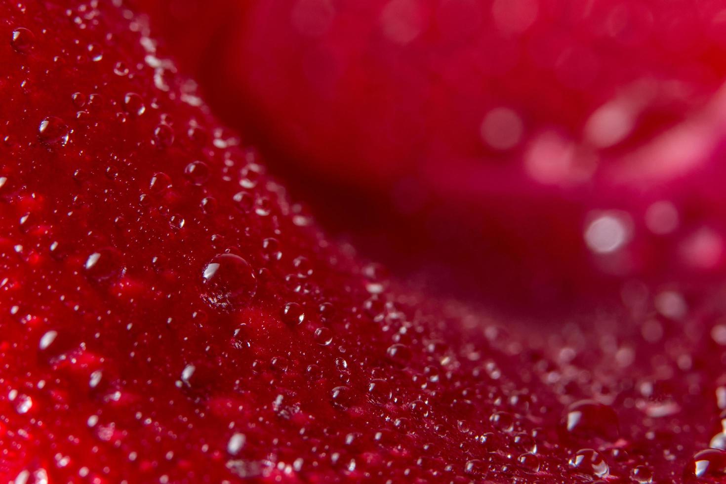 gotas de agua sobre una rosa roja foto