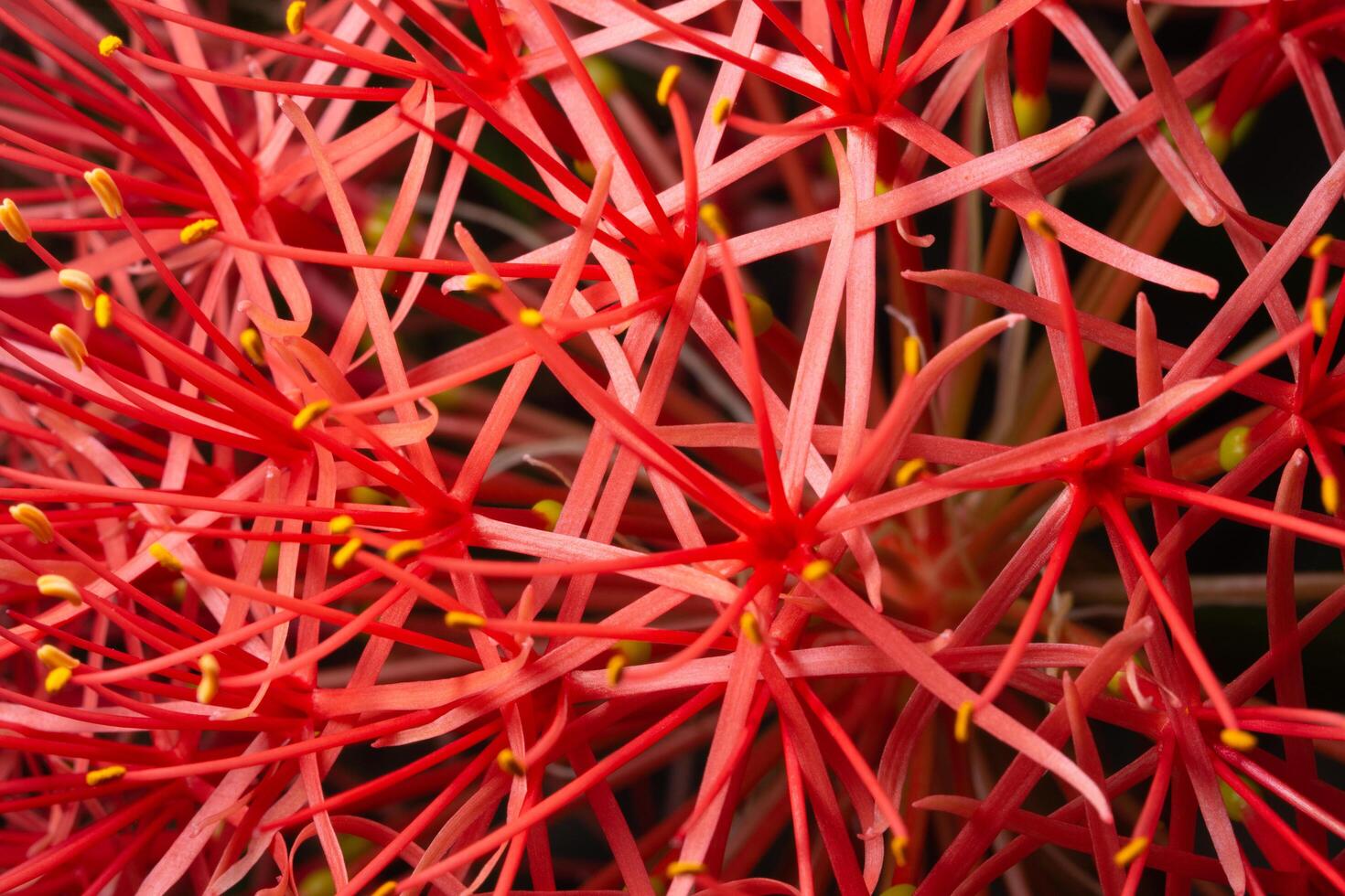 Red flower close-up photo