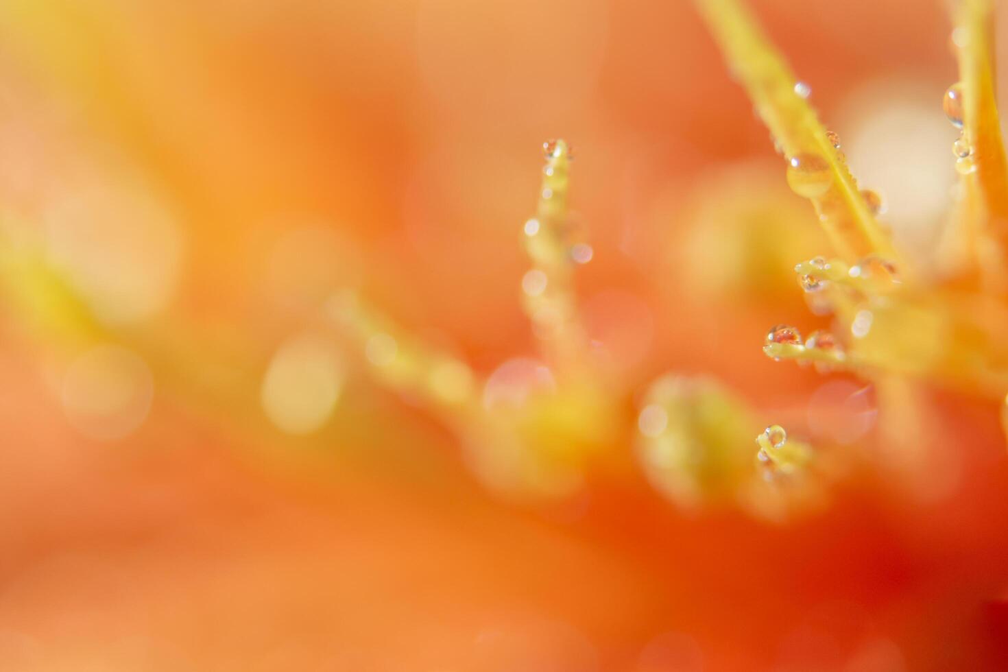 Background with water drops on orange flower petals photo