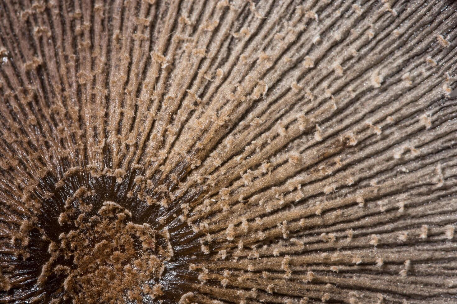 Mushroom surface macro photo