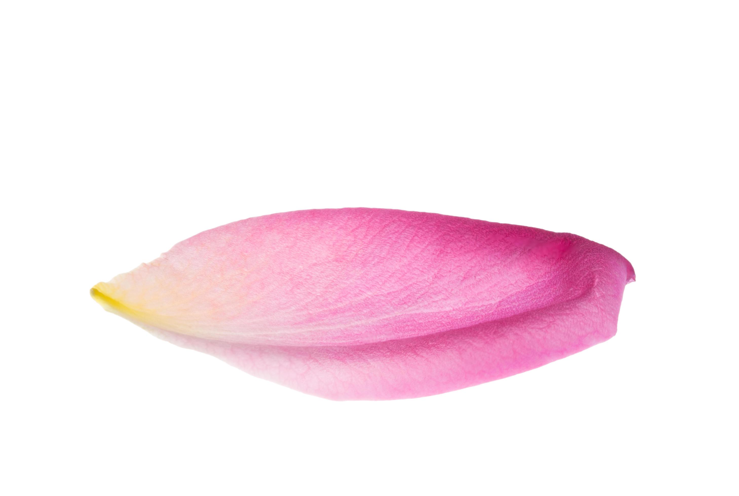 Pink rose petal on a white background 1864022 Stock Photo at Vecteezy