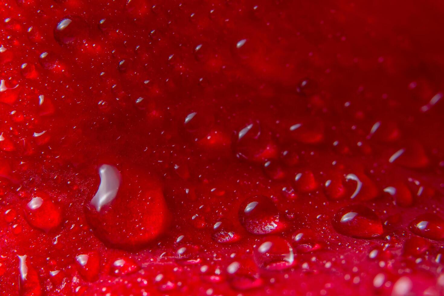 Water drops on a red rose photo