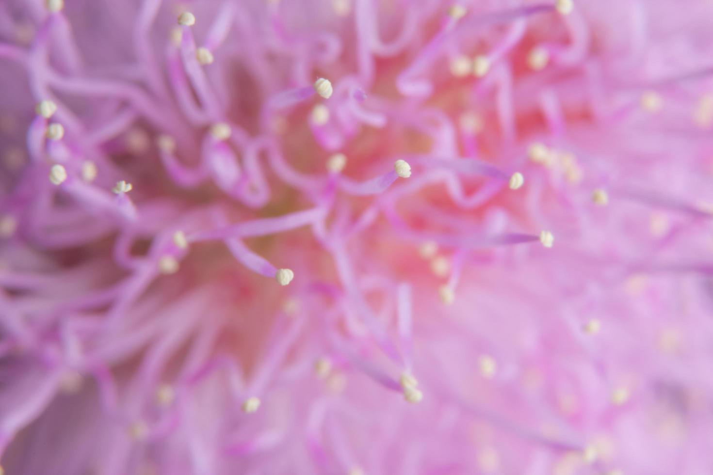 Pink flower macro photo