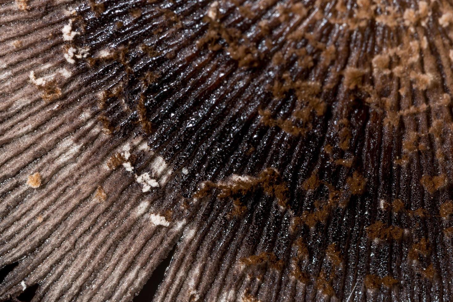 Mushroom surface macro photo