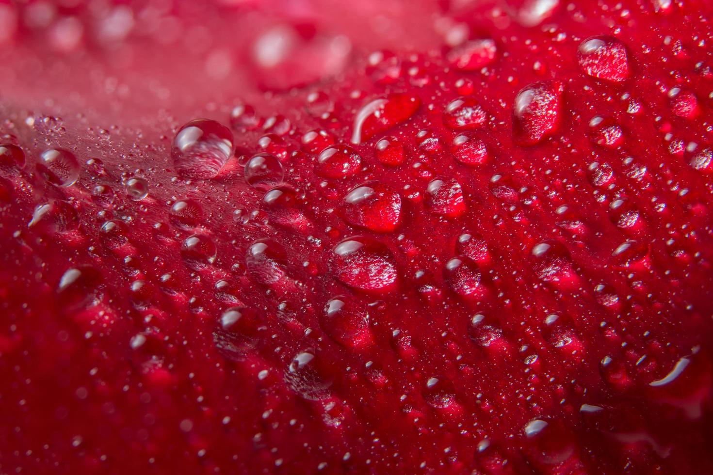 Water drops on a red rose photo