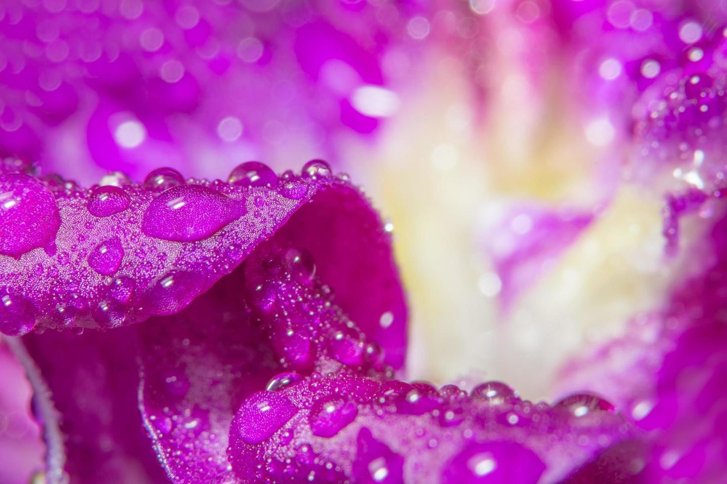 Water drops on purple orchid petals photo