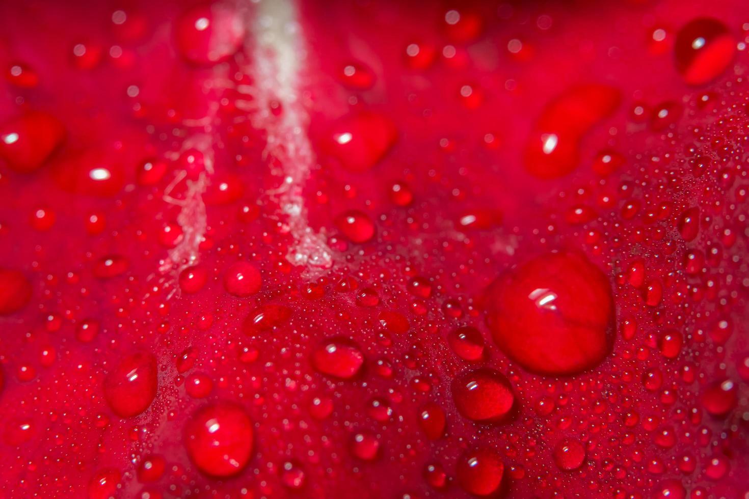 gotas de agua sobre una rosa roja foto