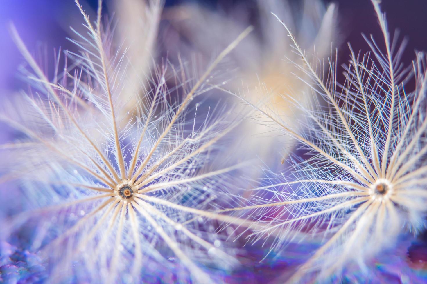 Flower close-up background photo