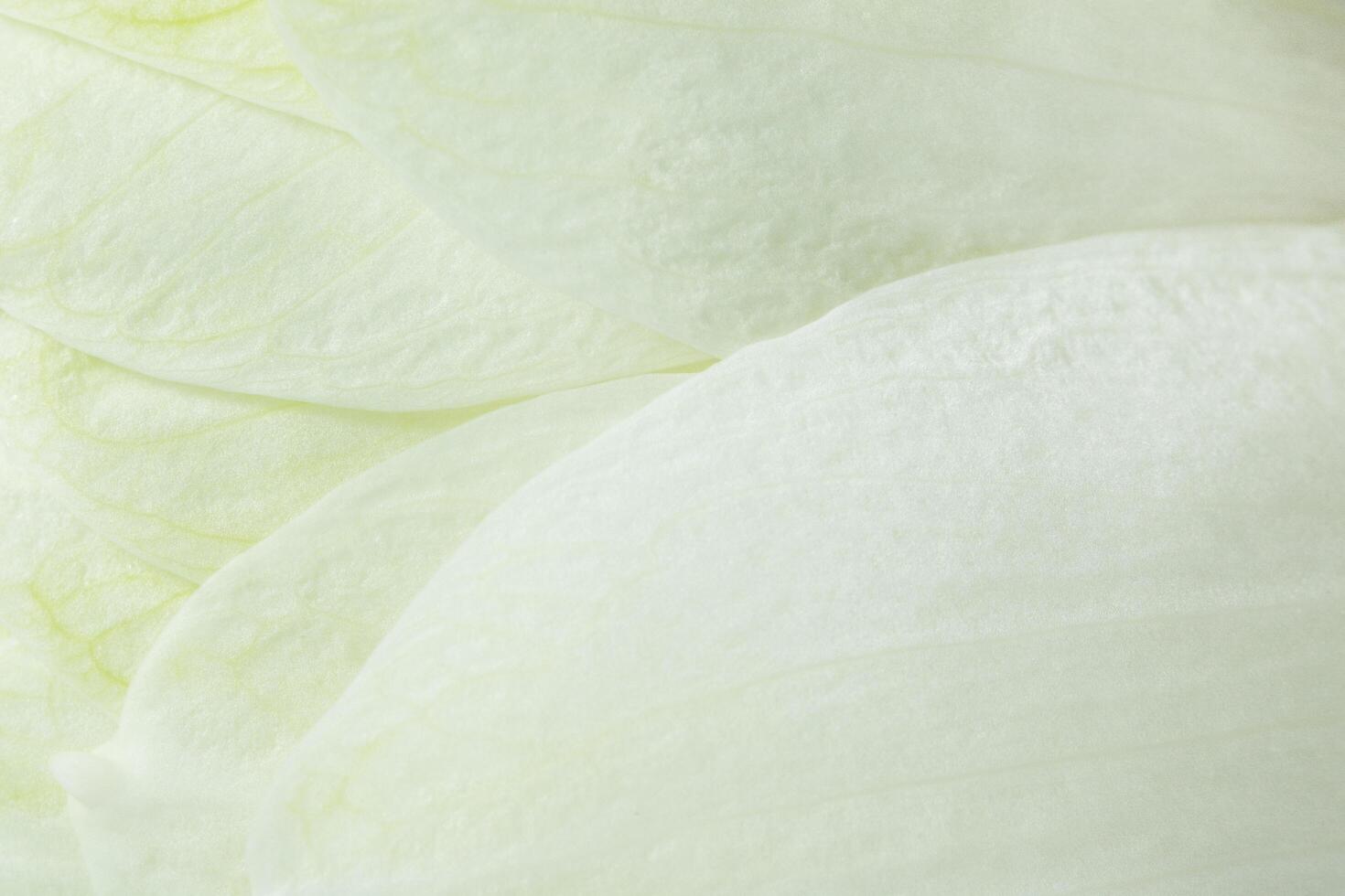 White petal macro photo