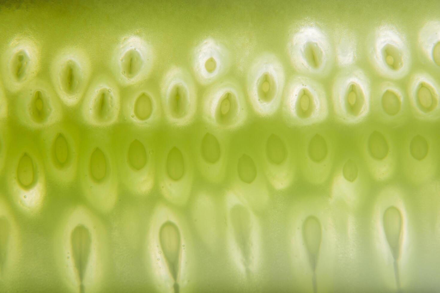 Cucumber seed pattern photo