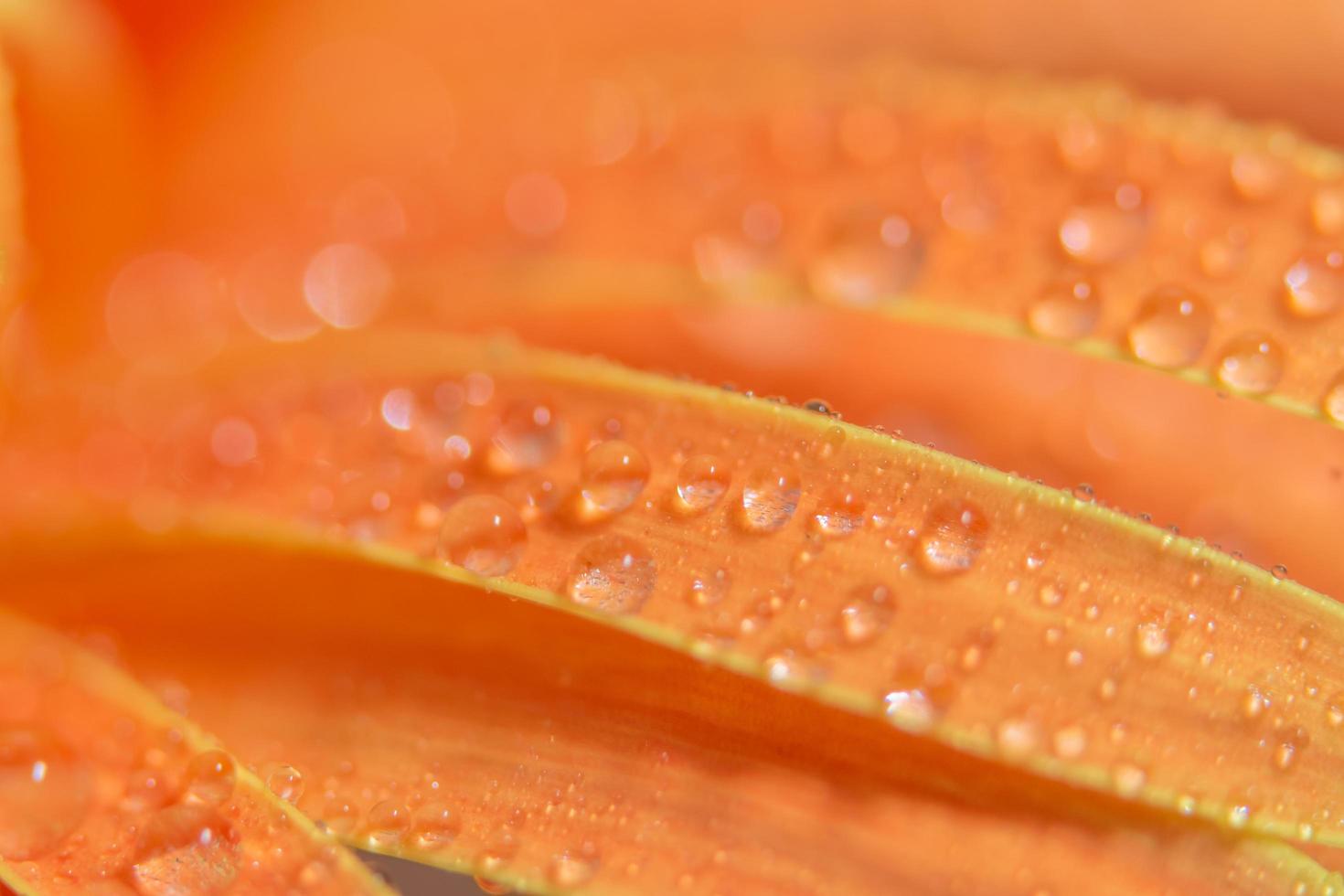 Background with water drops on orange flower petals photo