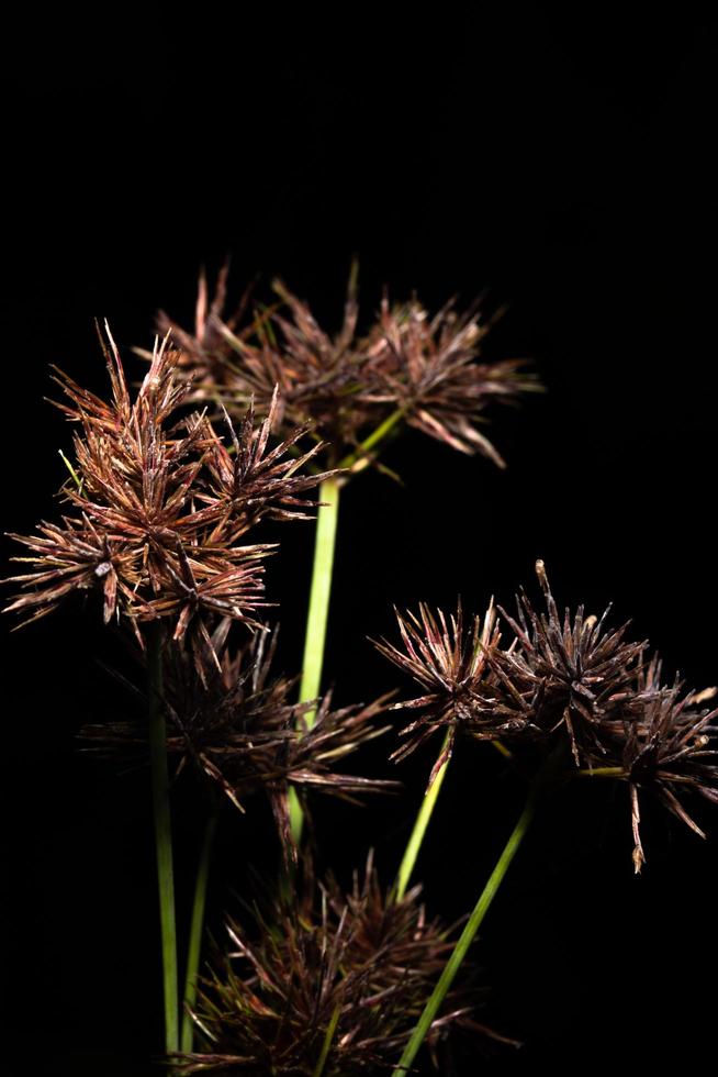 flores silvestres sobre un fondo negro foto