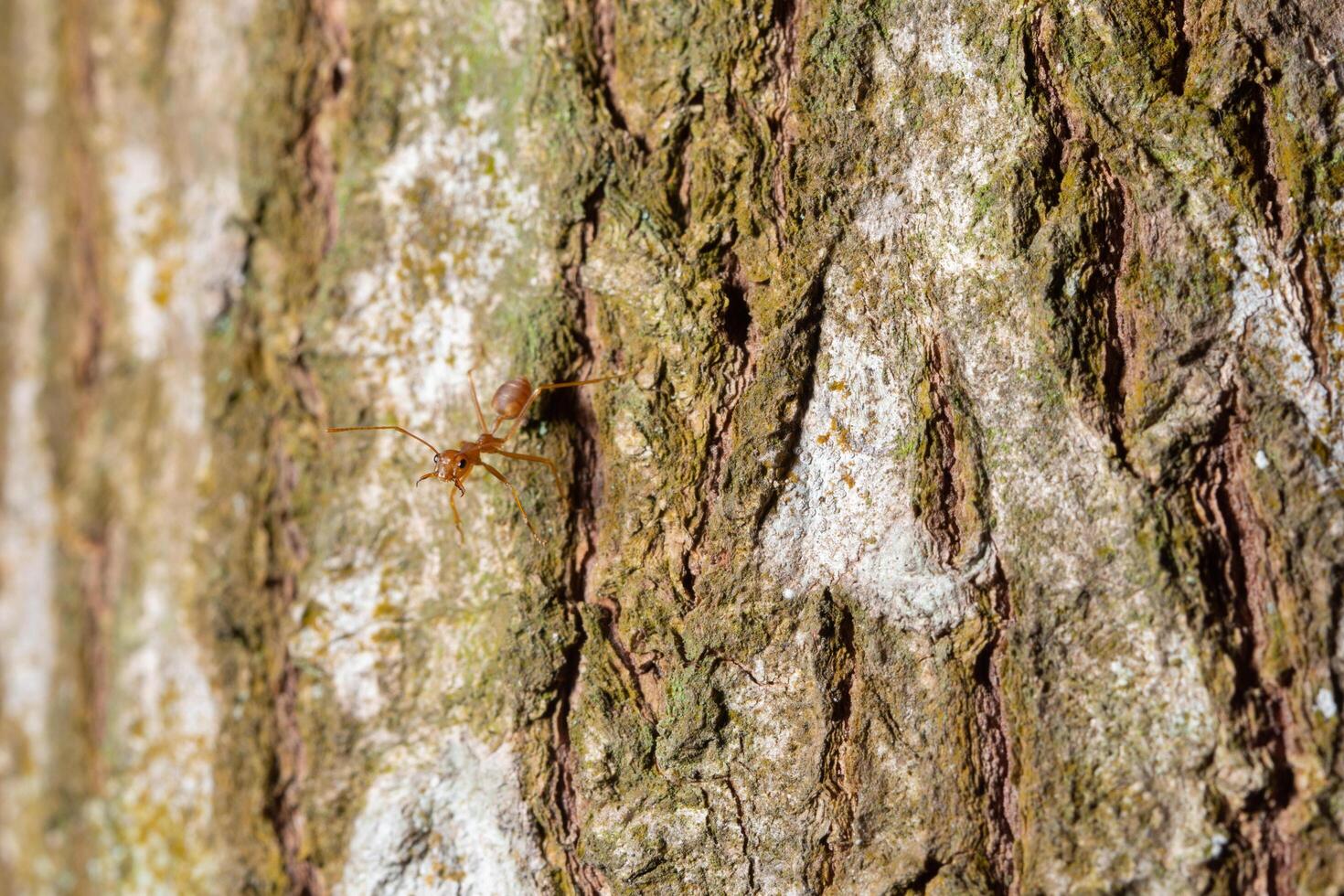 fondo de madera foto