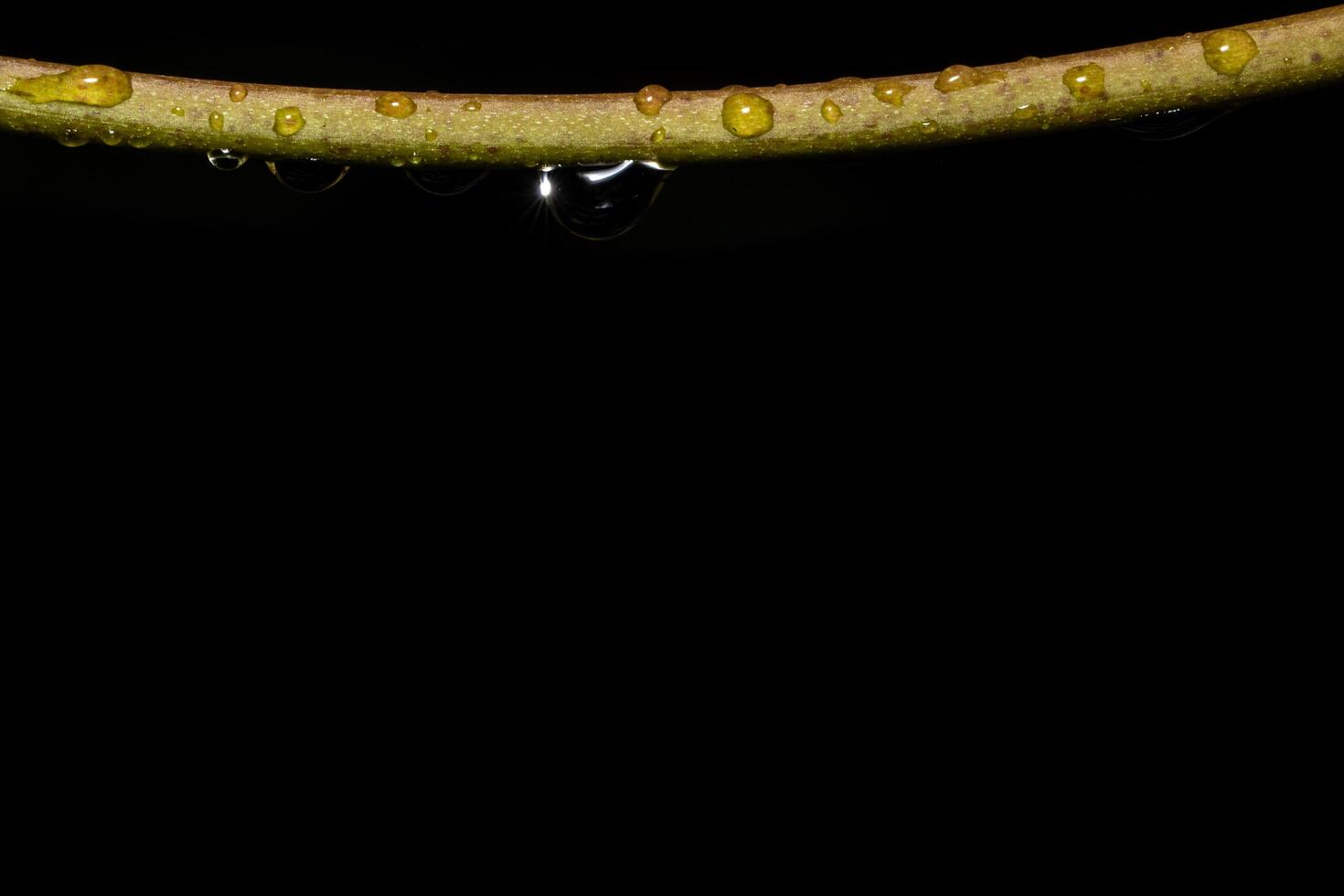 Water drops on a branch photo