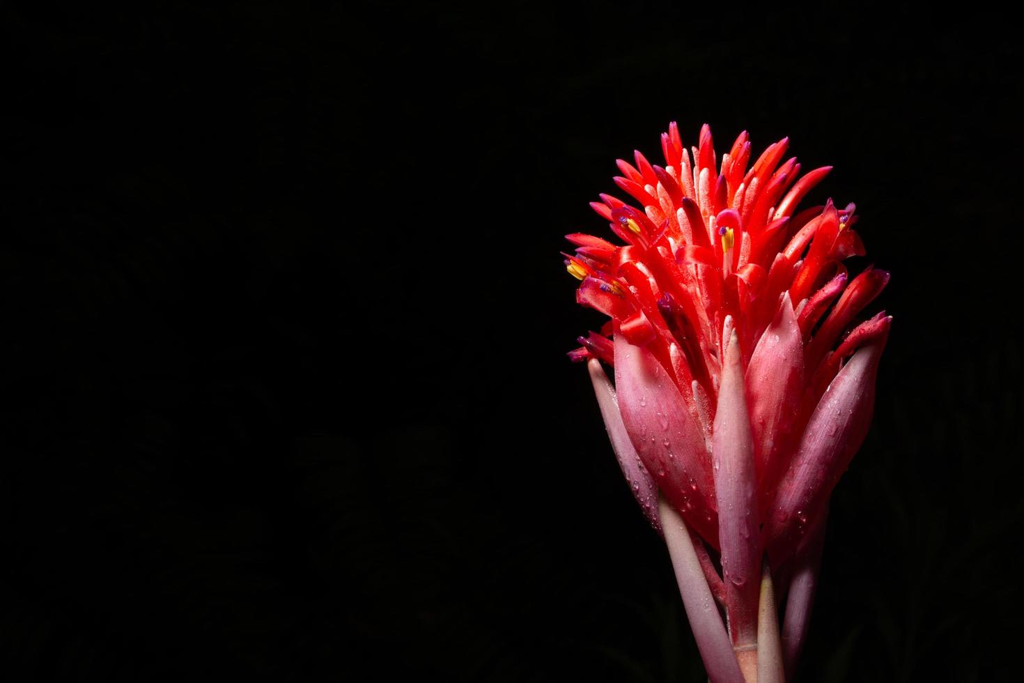 flor roja sobre fondo negro foto