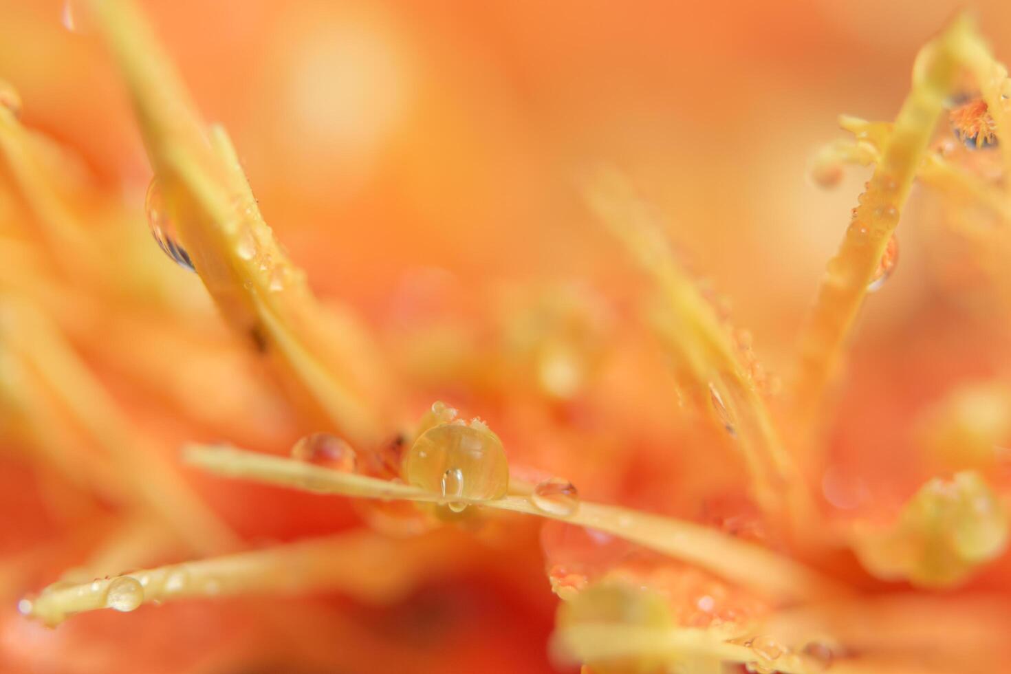 Background with water drops on orange flower petals photo