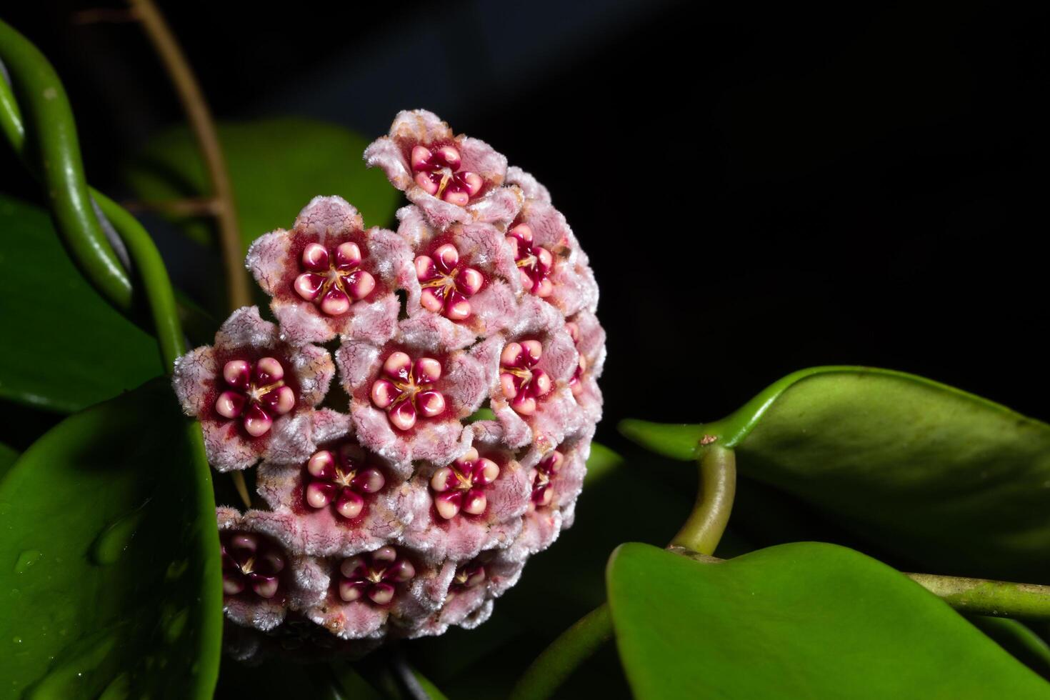 primer plano de flor de hoya foto