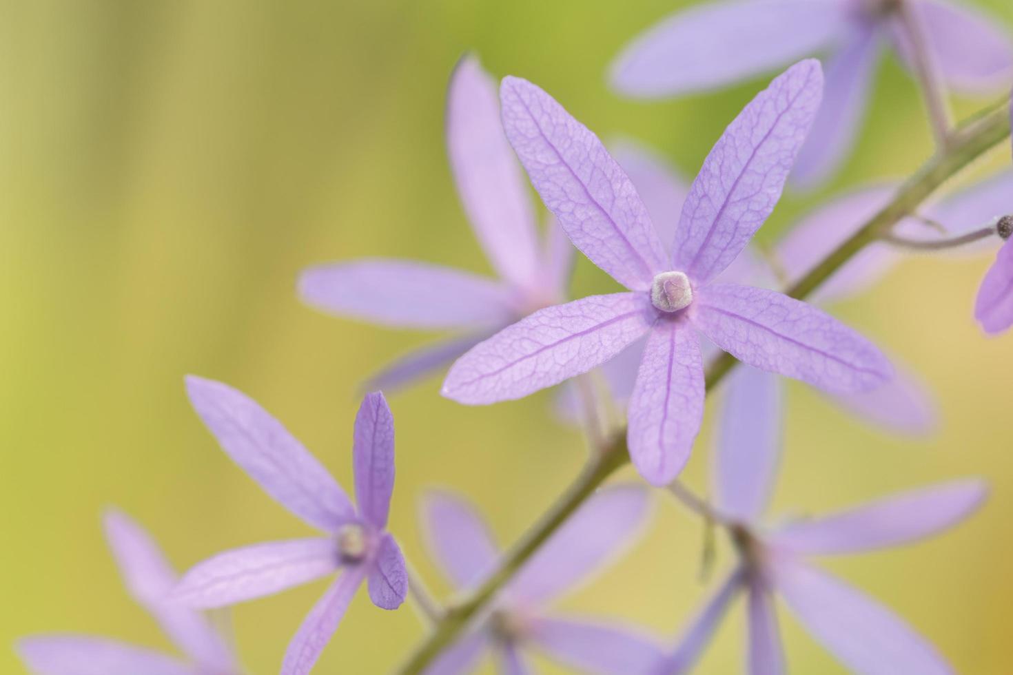 Purple flower background photo