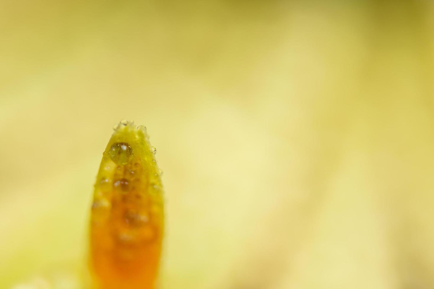 Background with water drops on orange flower petals photo