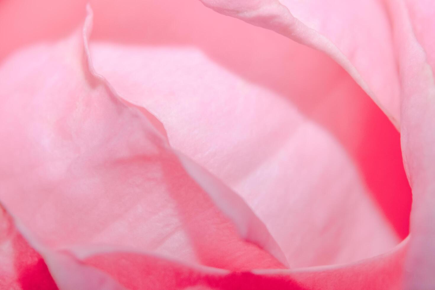 Pink rose petals photo