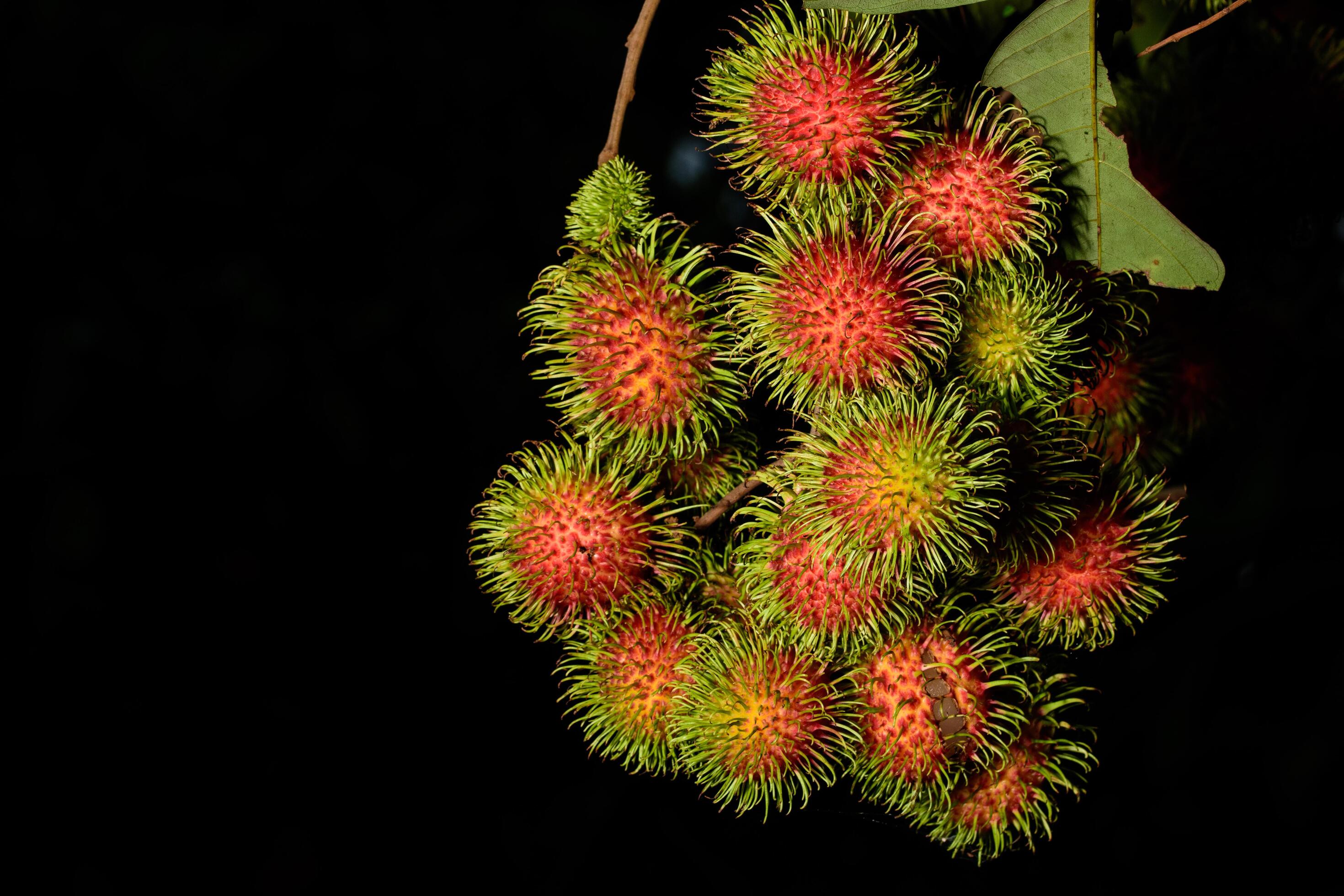 Rambutans Dark Side Surprising Health Risks You Need To Know - 2z2ee65