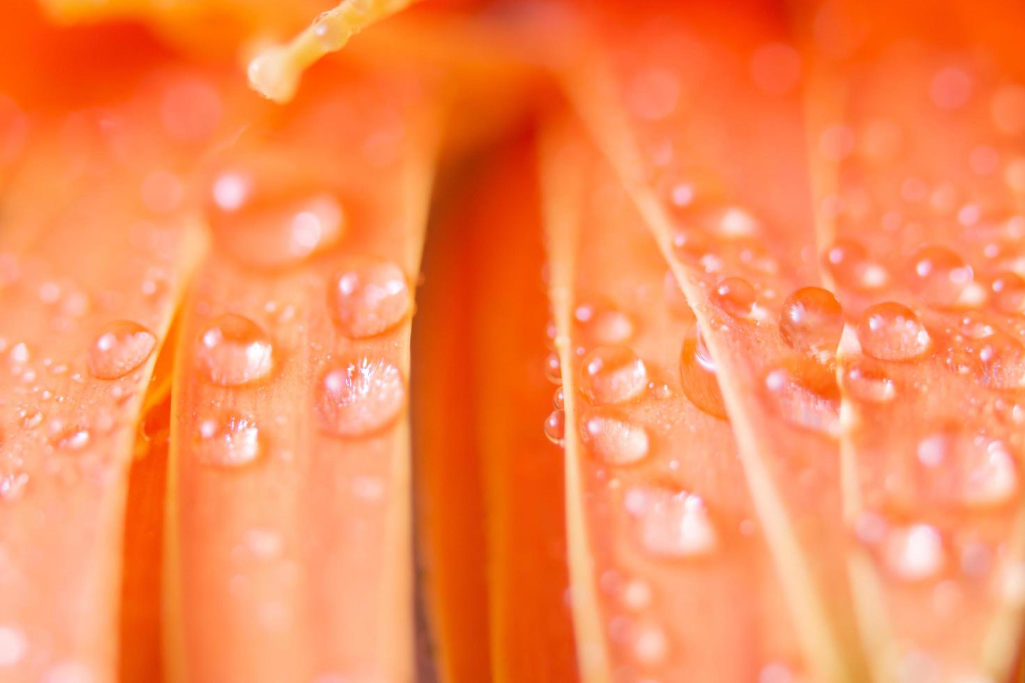 Fondo con gotas de agua sobre pétalos de flores de naranja foto